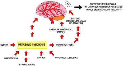 Neuroprotection in metabolic syndrome by environmental enrichment. A lifespan perspective